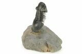 Flying Paralejurus Trilobite - Rock Removed Under Shell #276389-2